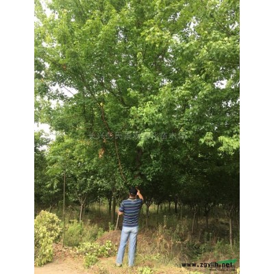 欒樹2供應/欒樹2圖片