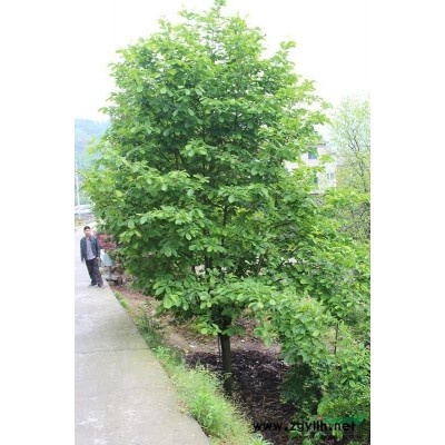 紅梅*新價(jià)格/紅梅報(bào)價(jià)