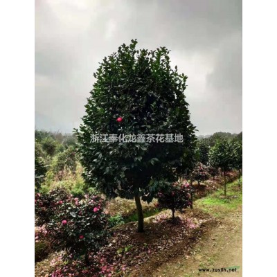 浙江茶梅批發(fā)/供應(yīng)