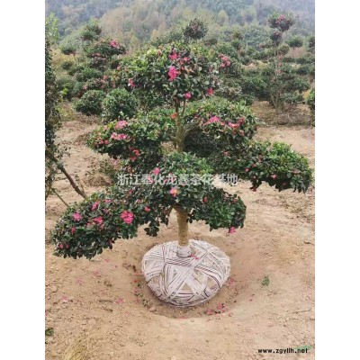 茶梅行情報(bào)價(jià)/茶梅圖片展示