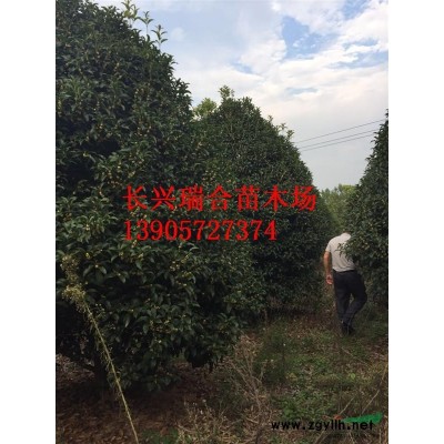 浙江長興容器假植移栽精品楊梅樹 浙江楊梅樹基地
