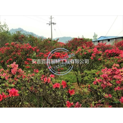 安吉映山紅基地