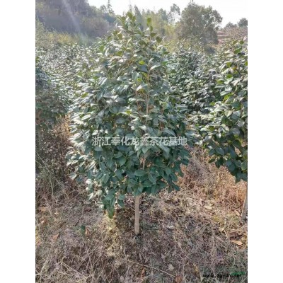 大小規(guī)格耐冬茶花基地