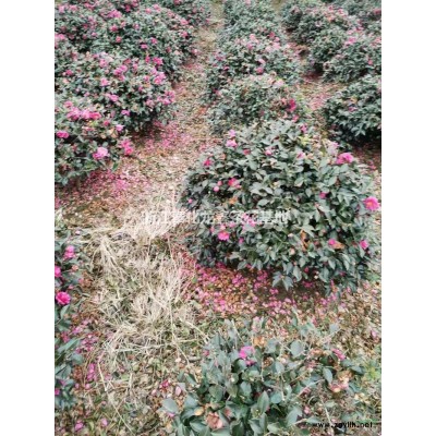 浙江六角大紅茶花介紹/特征/用途