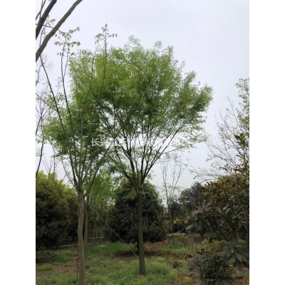 大小規(guī)格馬褂木 浙江馬褂木價格 湖州馬褂木供應基地