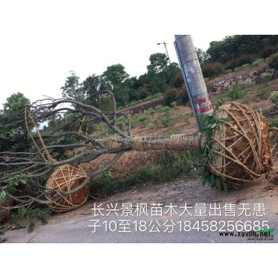 浙江玉蘭2批發(fā)/供應