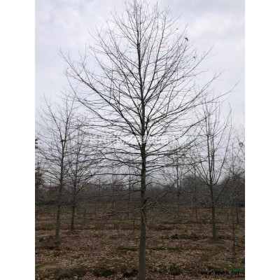 紅葉石楠4行情報價\紅葉石楠4圖片展示