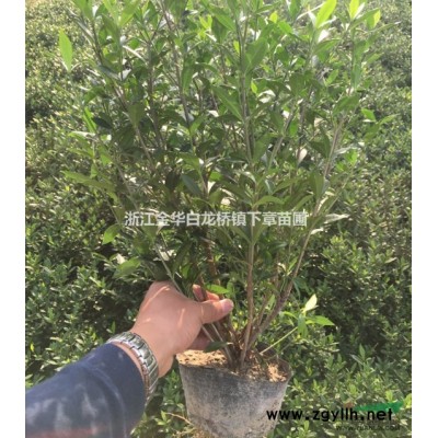 紅葉石楠杯苗哪里好/哪家便宜_金華綠程苗木專(zhuān)業(yè)合作社