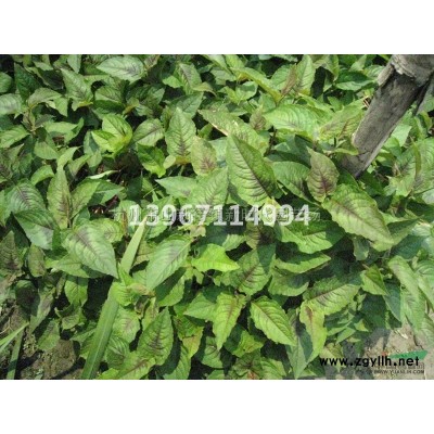 優(yōu)質(zhì)特價(jià)花葉虎耳草120雙色杯產(chǎn)地直銷