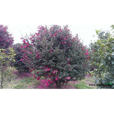 浙江供應(yīng)耐冬茶花規(guī)格*