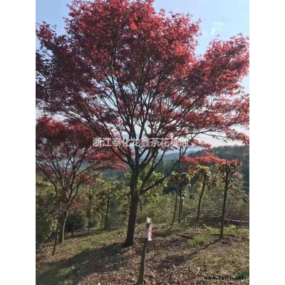 優(yōu)質(zhì)特價(jià)耐冬茶花產(chǎn)地直銷