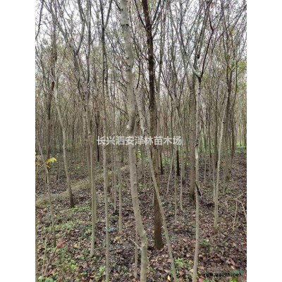 2公分娜塔莉  浙江基地批發(fā)直供