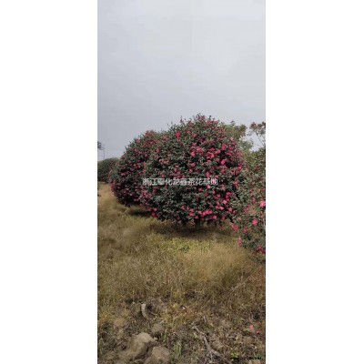 耐冬茶花行情報(bào)價(jià)/耐冬茶花圖片展示
