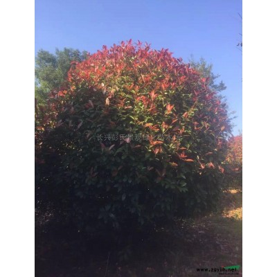 浙江水杉基地圖片展示/水杉*近報價