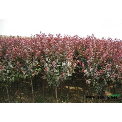 桂花.jpg行情報價\桂花.jpg圖片展示