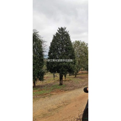 大小規(guī)格茶梅基地