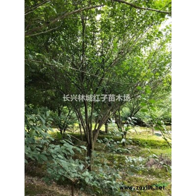浙江紅梅*新報(bào)價(jià)/紅梅圖片