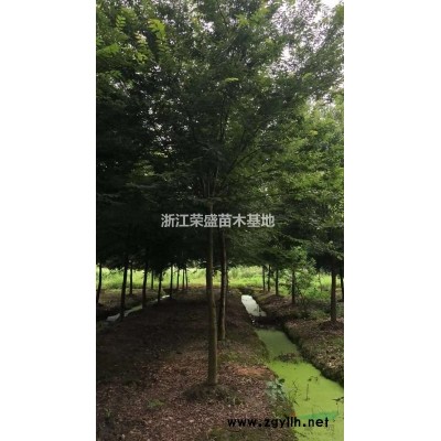 浙江精品娜塔櫟 精品娜塔櫟農戶低價批發/供應