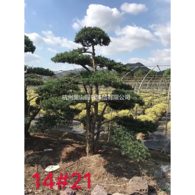 浙江叢生樸樹價格，叢生樸樹供應(yīng)價格/報價