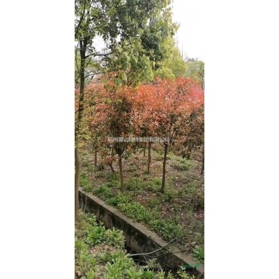 浙江供應(yīng)重陽木規(guī)格*，重陽木哪里買哪里價格便宜？