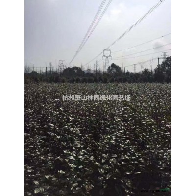 杜英基地-杜英工程苗-杜英小苗-大小規(guī)格杜英供應基地直銷