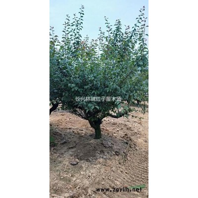 桂花行情報(bào)價(jià)\桂花圖片展示