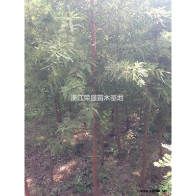浙江落羽杉 嘉興落羽杉基地 大小規格落羽杉行情報價/浙江落羽杉 嘉興落羽杉基地 大小規格落羽杉圖片展示