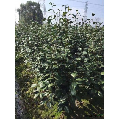 浙江地區(qū)常年供應茶花，茶花價格，茶花報價