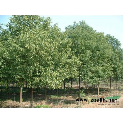 紅楓2行情報(bào)價(jià)\紅楓2圖片展示