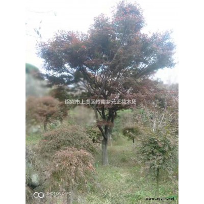 浙江紹興雞爪槭行情報(bào)價(jià)/浙江紹興雞爪槭圖片展示