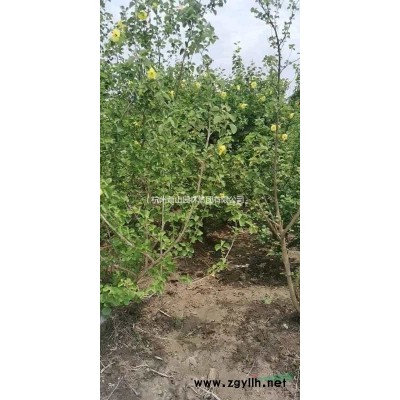 浙江供應茶花規(guī)格*