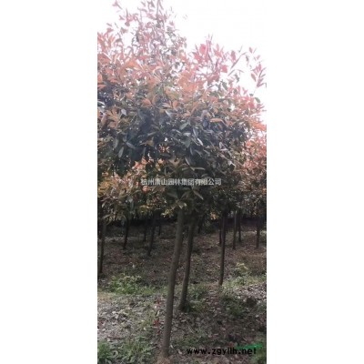 香樟精品苗，大香樟，香樟工程苗，香樟價格，香樟小苗
