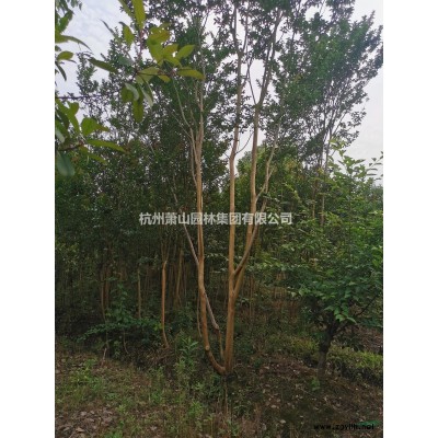 浙江茶花哪里買？茶花哪里便宜多少錢一棵？