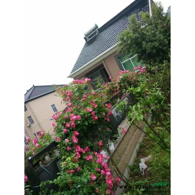 大小規(guī)格豐花月季 藤本月季基地 大花月季