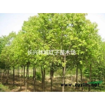 紅梅供應(yīng)行情報(bào)價(jià)\紅梅供應(yīng)圖片展示