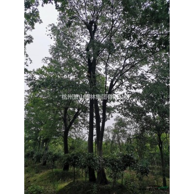 常年供應大小規(guī)格茶花基地直銷質優(yōu)價美