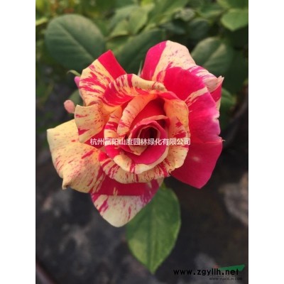 大小規(guī)格新品紅花歐石竹 浙江新品紅花歐石竹 杭州歐石竹基地
