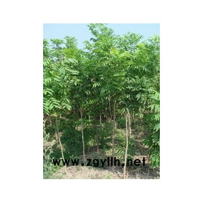 優質特價12-16公分早櫻 嵊州早櫻 浙江早櫻產地直銷
