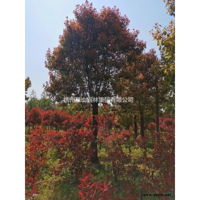 浙江供應蕭山茶花規(guī)格*