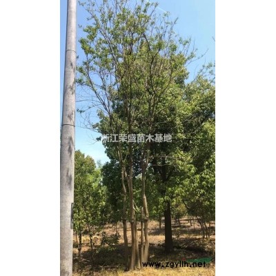 浙江烏桕 嘉興烏桕報價 浙江烏桕價格哪里好/哪家便宜