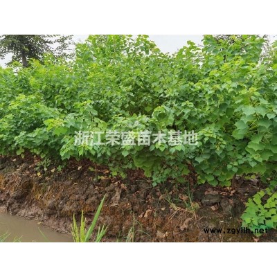 浙江烏桕小苗 2021年烏桕小苗 批發/供應