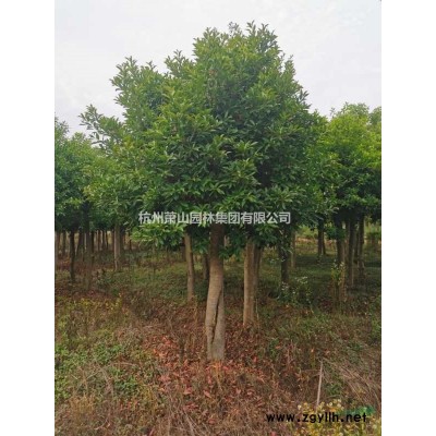 灑金珊瑚浙江地區(qū)哪里有賣的，灑金珊瑚哪里價格便宜，花葉青木供應