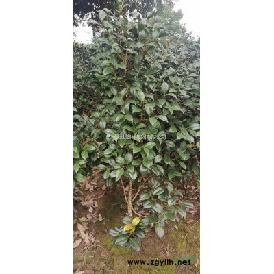 浙江蕭山茶花規(guī)格*/茶花報價