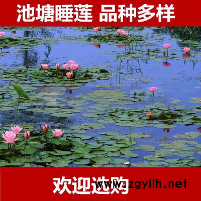 睡蓮 池塘綠化植物睡蓮花苗睡蓮根塊公園造景小區水景綠化生態修復