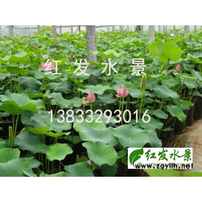 盆栽荷花種苗基地|||紅發(fā)水景多年保持行業(yè)口碑、盆栽荷花