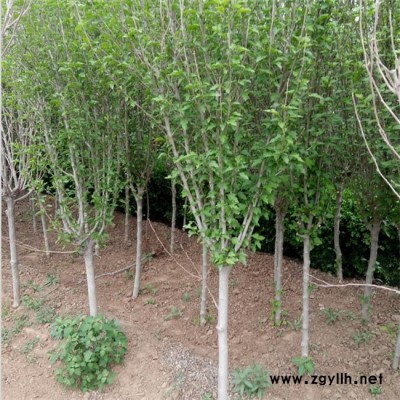 優惠大量木槿苗 觀賞價值高木槿苗 花壇景觀木槿苗 價格合理