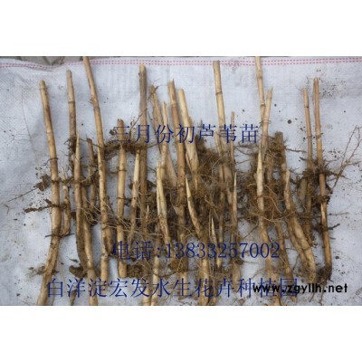 蘆葦、蘆葦苗、蘆葦種植、安新縣紅發水景綠化工程有限公司