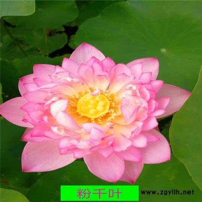 《帆順?biāo)啊泛苫?*批發(fā)出售，提供荷花苗工程設(shè)計(jì)建造施工，荷花苗種植技術(shù)