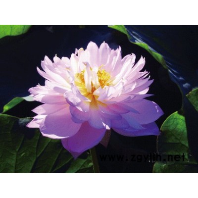 【紅發(fā)水景】荷花** 多年保持行業(yè)口碑 荷花苗批發(fā)