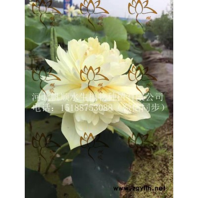 帆順?biāo)昂苫鐑r(jià)格||荷花苗批發(fā)|||荷花苗培育良種，成活率高